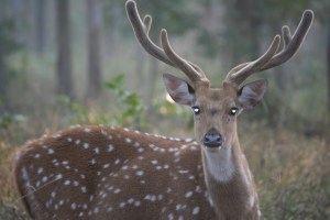 Bryllup og Pench 119