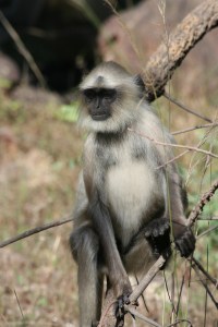 Bryllup og Pench 177