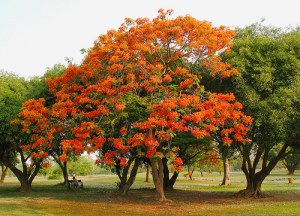 gulmohar