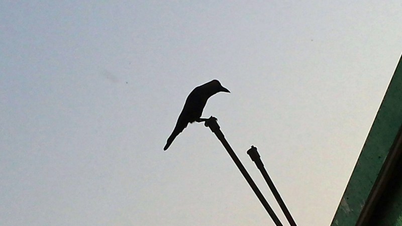 Mumbai kråke