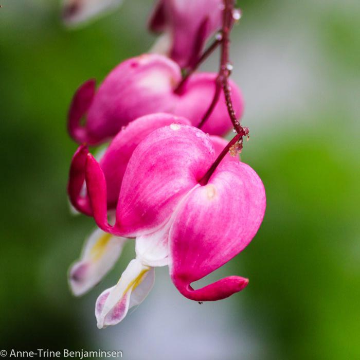 bleeding-heart-2